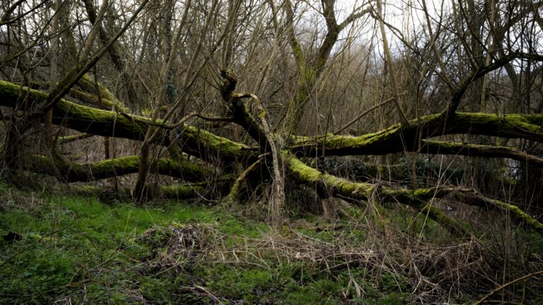 Plus de 300 arbres en moins au parc de Parilly 